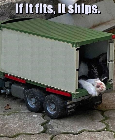 If It Fits It Ships Lolcats Lol Cat Memes Funny Cats Funny