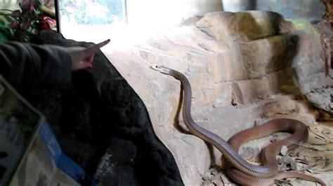 Australian Taipan Snake Almost Bites Tourist Youtube