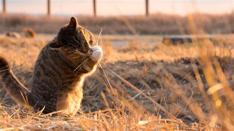 Download Wallpaper 1920x1080 Cat Playful Funny Grass Full Hd Hdtv Fhd 1080p Hd Background