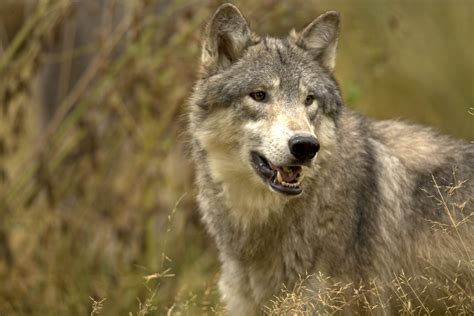 Trophy Hunters Kill 216 Wolves In Wisconsin Bloodbath · A Humane World