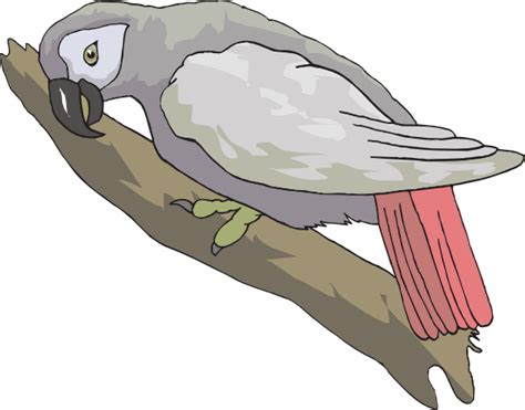 African Grey Parrot Clip Art At Vector Clip Art Online