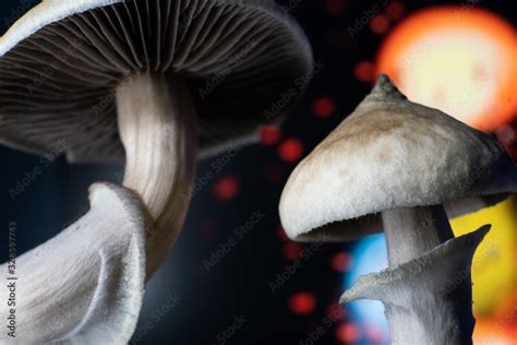 Psychedelic Drug Dry Psilocybe Cubensis Albino A Strain Psilocybin