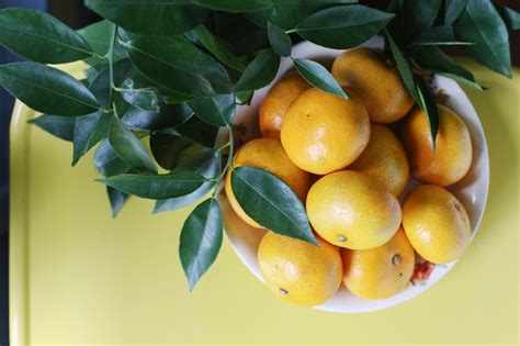 How To Grow A Clementine Tree In Your House Hunker