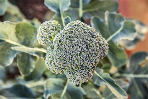 Broccoli Plant Ready To Harvest Stock Photo Image Of Nature Flower