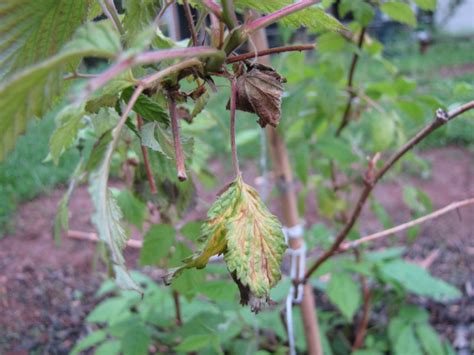 The camera makes the color more green but really the whole leaf looks yellower and not healthy. Raspberry leaves yellow and dying suddenly (plants forum ...