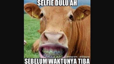 Kocak, 10 Meme Sapi Galau di Hari Idul Adha