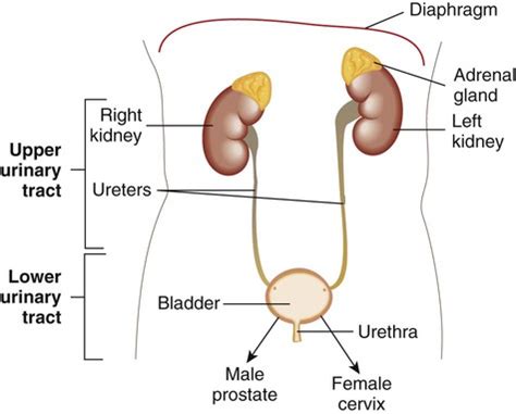 Urinary Tract