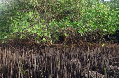Hd Wallpaper Mangrove Species Breathing Roots Tidal Forest Creek