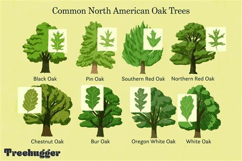 A Quick But Complete Review Of Common Oak Tree Species