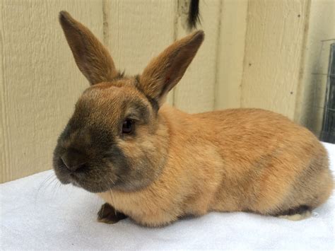 Which rabbit breed is best? New Zealand rabbit Rabbits For Sale | Bath Township, MI ...