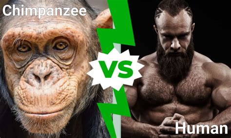 Chimpanzee Vs Human Who Would Win In A Fight A Z Animals