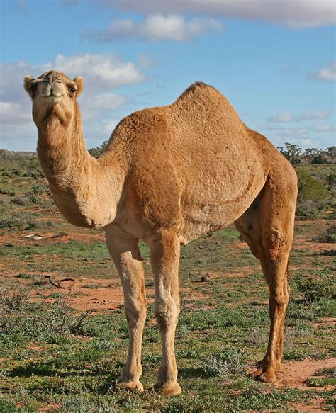 Camel - Simple English Wikipedia, the free encyclopedia