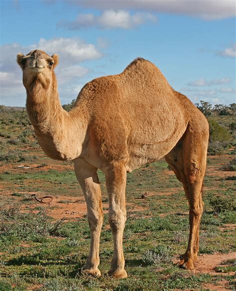 When a camels energy reserves become low from lack of food, the hump shrinks and becomes soft and will actually flop over to one side. Deve - Vikipedi