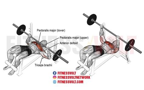 How To Do The Decline Barbell Bench Press Tips Benefits Variations Programming Fitness Volt