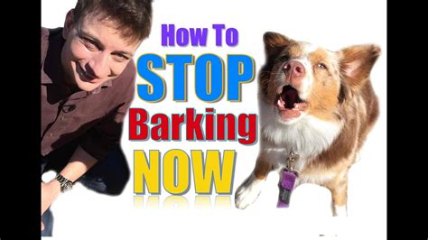 Should You Let Your Dog Bark At You