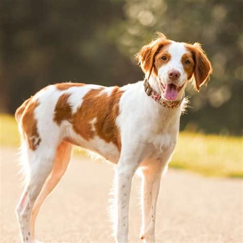 Brittany Spaniel Breed Facts Traits Health Vets Choice Vets