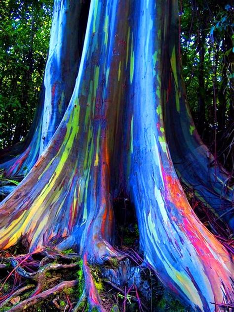 The Rainbow Forest Of Eucalyptus In The Philippines Rainbow