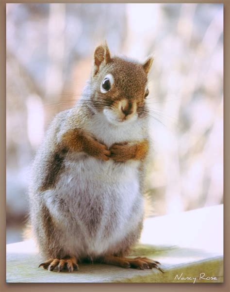 Squirrels And Chipmunks Gallery 1 Flickr