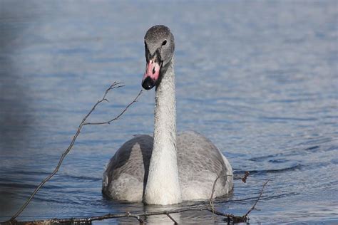 The Ugly Duckling Ii Photograph By Teresa Mcgill Pixels