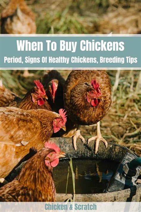 When To Buy Chickens Period Healthy Signs And Breeding Tips
