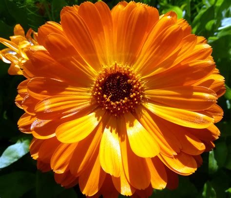 Beautiful Orange Flowers - VitalCute