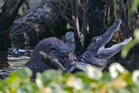 They are in trouble · 4. Brutal!: River Otter Kills And Eats Juvenile Alligator ...