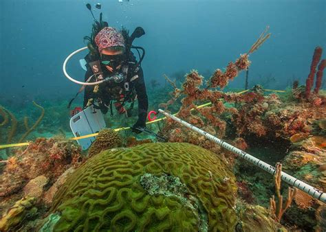 Diving Case Study Coral Reef Survey In The Us Virgin Islands Us Epa