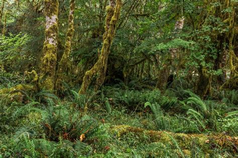 Lush Temperate Rainforest Of The Pacific Northwest Olympic National