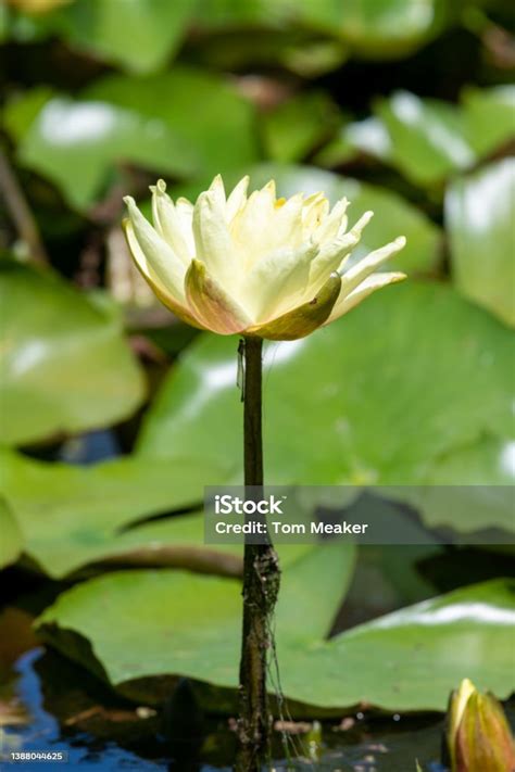 Yellow Water Lily Stock Photo Download Image Now Aquatic Organism