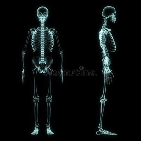 Human Body Skeleton X Ray