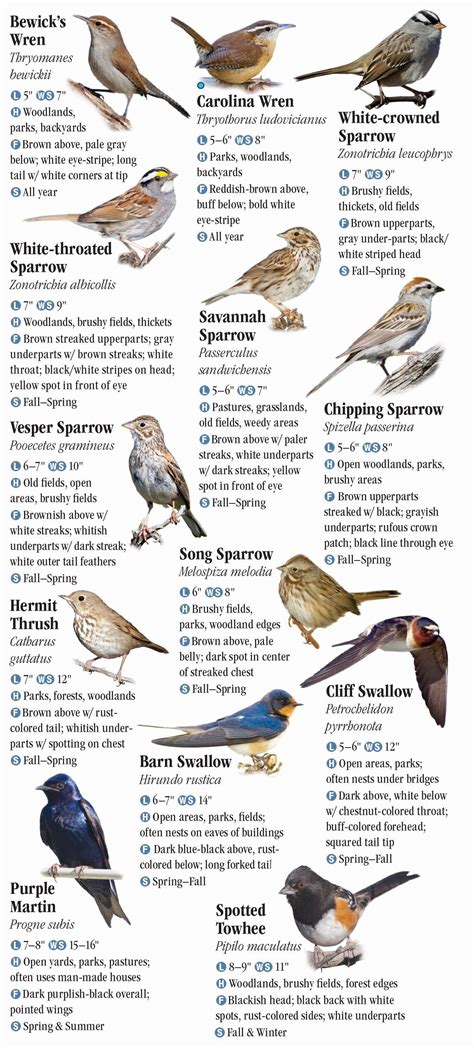 Birds Of North Texas Quick Reference Publishing