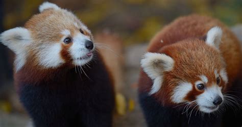 Wildlife Parks Video Of Baby Red Pandas Raises Awareness