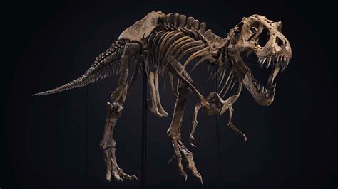 One Of The Worlds Biggest And Most Complete T Rex Skeletons Is Up For