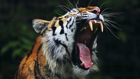 Roaring Tiger Face Wallpaper Scary Animals Wild Animals Photography