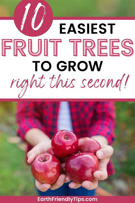 Easiest Fruit Trees To Grow In Your Backyard Earth Friendly Tips