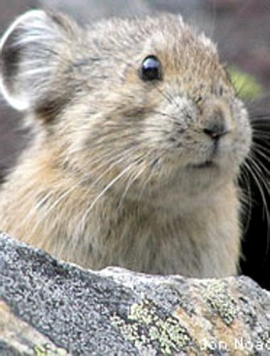 American Pika National Wildlife Federation In 2020 Cute Animals