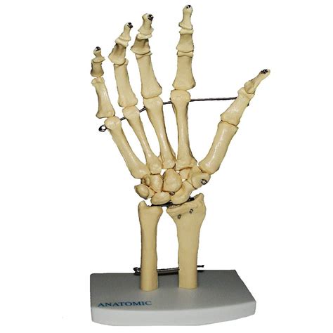 Modelo Anatômico Esqueleto Da Mão Com Osso E Punho