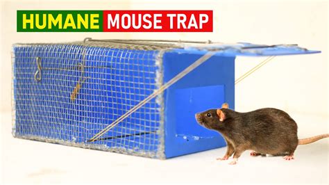 Best Humane Mouse Traprat Trap Diy Mouse Trap Easy Mouse Trap