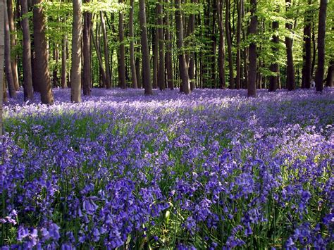 Bluebell Woods In Leicestershire Beautiful Places Bluebells