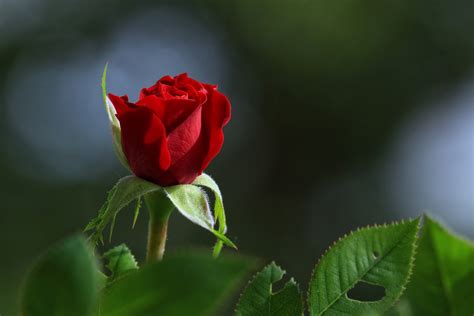 8 Gambar Bunga Mawar Yang Sangat Cantik
