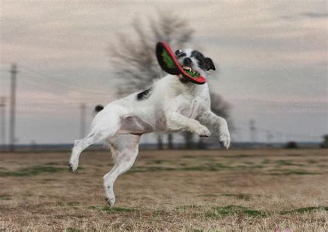 Dogs Catching Frisbees