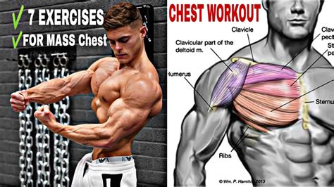 Chest Exercise For Mass Chest Workout Youtube