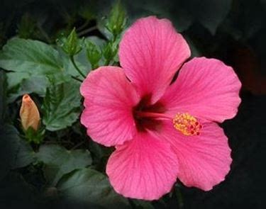 Prima di installare delle siepi con fiori bisogna fare un progetto e capire bene grevillea banksii, sempreverde con fiori rossi. Pianta con fiori rosa - Fiori delle piante - Pianta dai ...