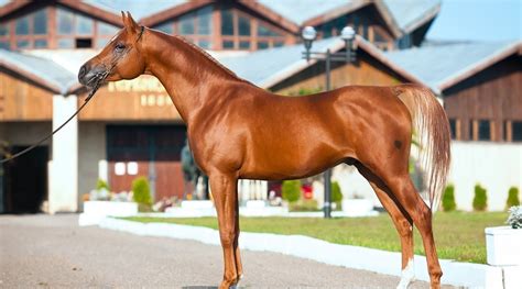 8 Most Famous Arabian Horses In History Stallions And Geldings