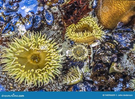 Sea Anemones Animals Of The Order Actiniaria Stock Image Image Of