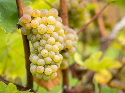 Riesling 101 What You Should Know