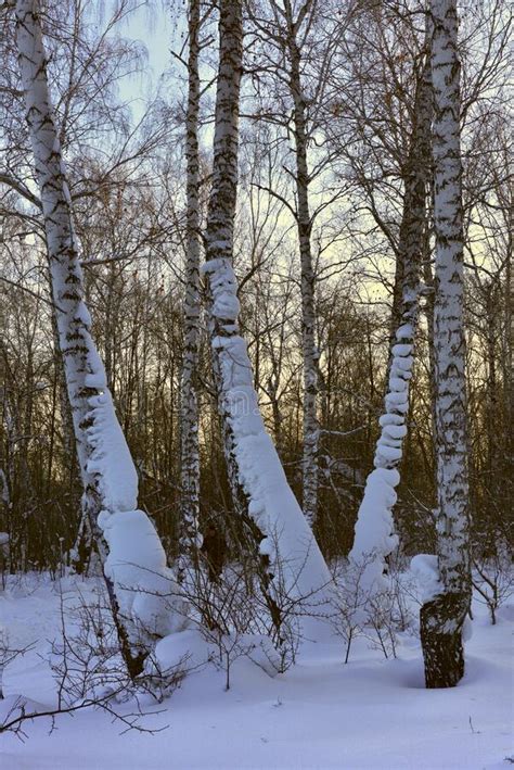 Birch Trunks In The Snow Stock Image Image Of People 170877219