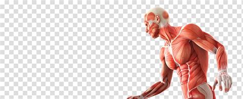 Human muscles enable movement it is important to understand what they do in order to diagnose sports injuries and prescribe rehabilitation exercises. Skeletal muscle Anatomy Human skeleton Human body ...
