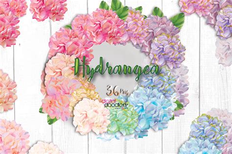 Watercolor Hydrangeas On Behance