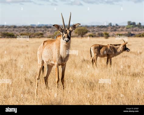 Roan Antelope In Southern African Savanna Stock Photo Alamy